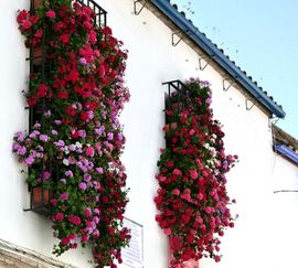 Cordoba Blumen an der Hauswand